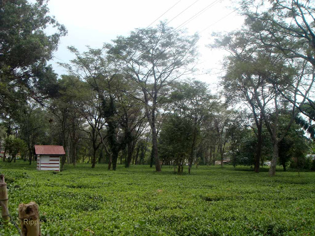Posted by Ripple (VJ) : Palampur, Himachal PradeshView of a Tea Garden in Palampur