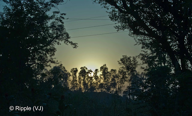 Posted by Ripple (VJ) : Govind Sagar Lake @ Lathiani, UNA, Himachal Pradesh: Sun behind a series of Trees @ Lathiani, Himachal Pradesh