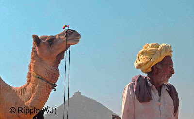 Posted by Ripple (VJ) :  Pushkar Camel Fair 2008 : Another Camel Trader looking for the buyers @ Pushkar Camel fair 2008