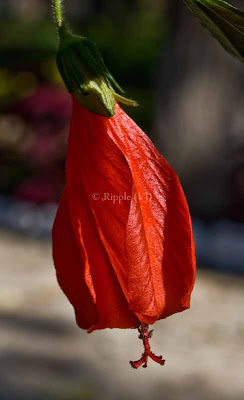 Posted by Ripple (VJ) : Corbett National Park : Hanging Flower (Red)