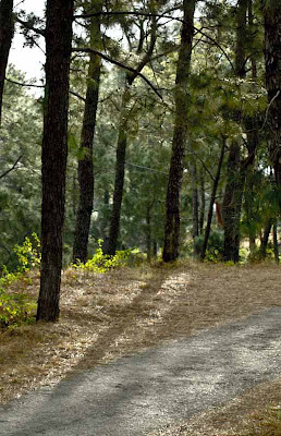 Posted by Ripple (VJ) : My Homoetown : Hamirpur, Himachal Pradesh :  Tree shadow on a village road near Chauntra...