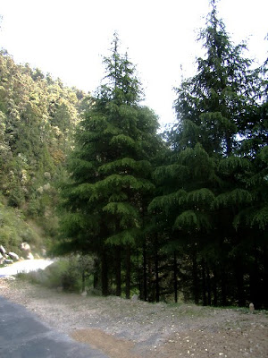 Posted by Ripple (VJ) : What is there in Dalhousie to visit : Main Places in Dalhousie, Himachal Pradesh, Trourist places in Dalhousie: Dalhousie : An inetersting and one of the best Hill stations in Himachal Pradesh: ripple, Vijay Kumar Sharma, ripple4photography, Frozen Moments, photographs, Photography, ripple (VJ), VJ, Ripple (VJ) Photography, Capture Present for Future, Freeze Present for Future, ripple (VJ) Photographs , VJ Photographs, Ripple (VJ) Photography : Deodars on road-side @ Dalhousie, Himachal Pradesh