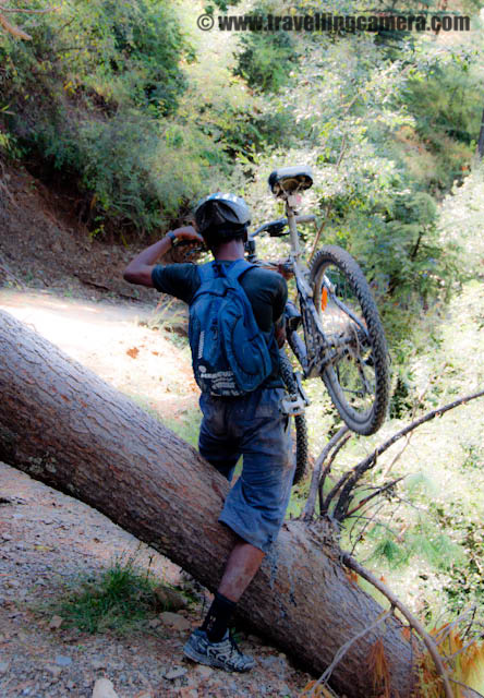 Mountain Hiking and Biking Stretch on Second Day of MTB Himachal 2010 : Posted by VJ SHARMA on www.travellingcamera.com : Hope you have already checked photographs of first two days including River Crsossing... Here are few photographs of mountain climbing after River Crossing.. During this stretch, every rider had to climb few mountains with there bikes and there was no scope of riding them.. So, sometimes they had to keep those on their shoulders and try to drag if possible :) .... check out what all happened during this...It was really hard to trek even without any weight with you and I was wondering how those guys were dragging these cycles on those steep hills.... Sometimes, there was no scope of dragging, and they had to take them on their shoulders...Here is a Photograph of six riders climbing up the mountain with their bikes... Great Spirit !!! I think first climb was of 1.5 kilometers and it was the most difficult ... Solomon finding out creative way of playing on hills... All these things kept him busy and had no time to think about tiring trek :) ... I never saw any signs of tiredness on his face... Always happy and cheerful..In last photographs he was rolling his cycle on arrow and rough paths of the hills and here he has taken it on his head... Another style... I think he had tried ll possible activities with his bike on this hiking session...Jimsee was very happy to see all the natural beauty of the place and she was one of the top appreciators in the group :)  Hills, Flowers, Insects, Butterflies, Snow, colors, apple orchards etc...Finally everyone reached a small village on hill top after 1.5 kilometers trek...  Here is another enthusiast from Dehradun in Uttrakhand ; Mr. Ranjan Nautiyal... I had few chances to chat with him and liked his company during this time... He was very happy about the event and had a very different/interesting thoughts about the event... will share sometime :) After reaching the peak, we had to move towards the other villages and now we had to walk on the top of the hill. so these not really climbs but there were few uphill stretches on the way... But till now, everyone was very tired.. especially PHOTOQUEST group...There were few natural obstacles on the way but these were nothing for these riders,as they had faces more difficult challenges on day-1 itself... On the way, we crossed Chamroti Village and had a chance to meet the cricket team of this area... There were folks from Matdhar, Chamroti and Shigoti...After 2 Hrs, four of us very hungry and we had nothing to eat... We asked for water on the way and they also offered us very special apples... All of us were very happy and each of us had two apples :) ... God Bless them !!!This whole stretch was naturally very rich but we had not enough time to stay back and give sufficient time to our shots.. Here is one of the clicks I got on the way... But never mind, this trip was for capturing real action of riders and we did that !!There was a small road after 3/4th of the stretch, but it was difficult on ride there... Here Peter is tired but near to final destination...Again a similar Butterfly caught on the way...Some children came towards the road to see all the riders in their village (Matdhar)... We asked them if there is any shop in the village but unfortunately there was nothing there.. We were surprised to imagine that how these people manage to bring their stuff from the nearest market, which was at the distance of 7 kilometers...Trying hard to ride...