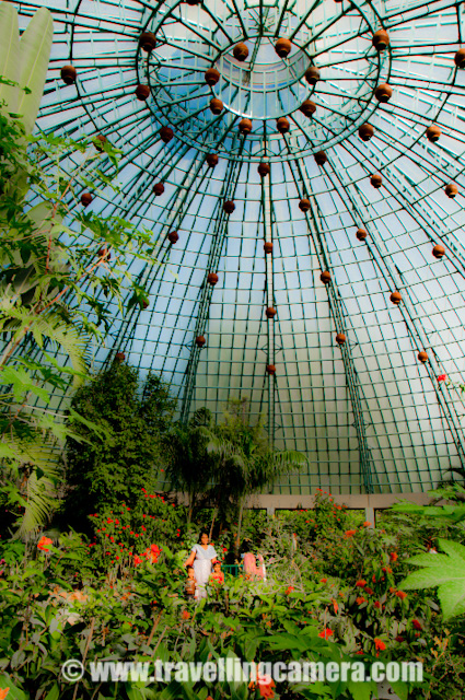 Butterfly House inside Banerghatta National Park in Banglore : Posted by VJ SHARMA on www.travellingcamera.com : There is an interesting place inside Banerghatta National Park which attract most of the visitors, which is know as Butterfly park... Its a spherical house which is made of circular iron rods forming a net so that sunlight can come inside this... There is a wonderful park inside this house where lot of butterflies can be seen around beautiful & colorful flowers... Although its hard to locate these butterflies but still its a wonderful place to hang out after having a tour of Widllife inside Banerghatta National Park.. Here are few photographs of Butterfly Park inside Banerghatta, Check Out !!!There are very beautiful flowers inside this butterfly park.. Here is one of the flower I liked and these were available in various colors... but whites were standing out of the hole group.... This is Butterfly house which is made of circular iron bars... There were lot of plants, flowers, butterflies and water bodies inside this house... One needs to put lot of efforts to locate the colorful butterflies because of lot of plants and flowers around... They have installed some hoarding at various places to describe which particular Butterfly can be located here... All that is by design because specific plants are there which are source of feed for a particular breed of butterflies... ntry gate for Butterfly Park inside Banerghatta national Park...There are some artificial waterfall designed inside the Butterfly park of Banerghatta national Park...A little baby trying to catch butterflies inside Banerghatta Butterfly Park... Initially she was very frustrated... When she realized that her Mom and Dad are also unable to catch them, she was relaxed :) .... Next target is flowers... Butterfly Park is a very clean region of baenrghatta national Park... Here is one lady cutting the grass on the paths of Butterfly park...Here is the building of Butterfly Museum... This museum showcases various breeds of Butterflies and their life-cycle in details... How the production of Butterflies start and how much time each stage takes etc.... Nicely presented photographs, Videos and some write-ups...Mr. Rohin Duggal !!! Who took me to all these places in Banglore.. Thanks to Rohin for making the Banglore trip memorable....Again a photograph of Butterfly house and a family having a photograph there....