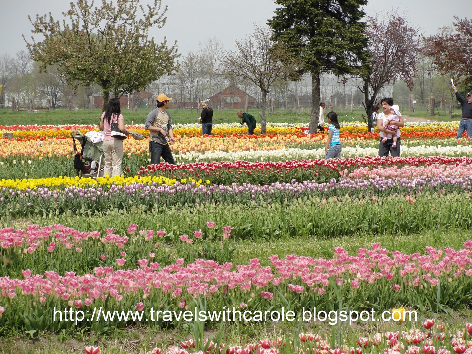 Seattle Garden Ideas Changing My Mind About Spirea