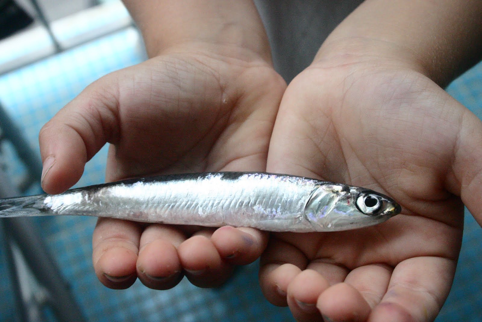 Nuts about food Elba part 4 Anchovies two ways (raw anchovies