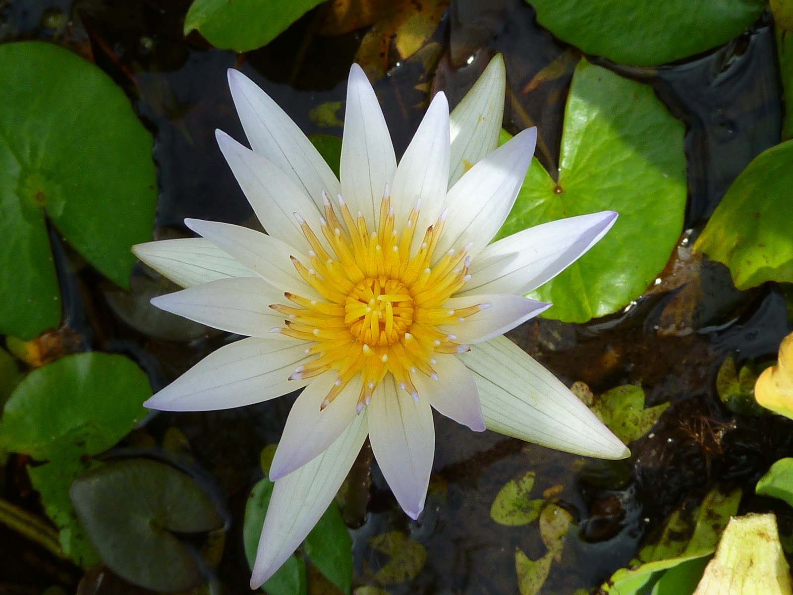 Destination 8º N: Flowers of Thailand