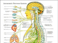 Autonomic Nervous System Diagram Autonomic Nervous System Diagram