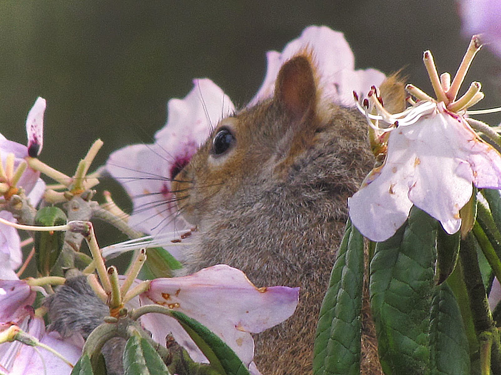 Nature As Is Squirrel Caught Eating Rhododendron Blooms!!!