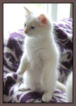"POSING PETS"