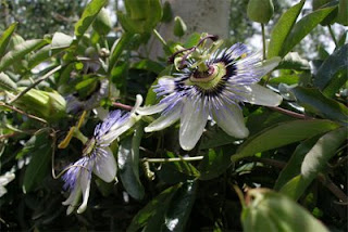 Passiflora Bracciano