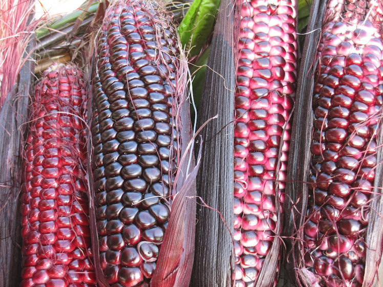 Double Red Sweet Corn