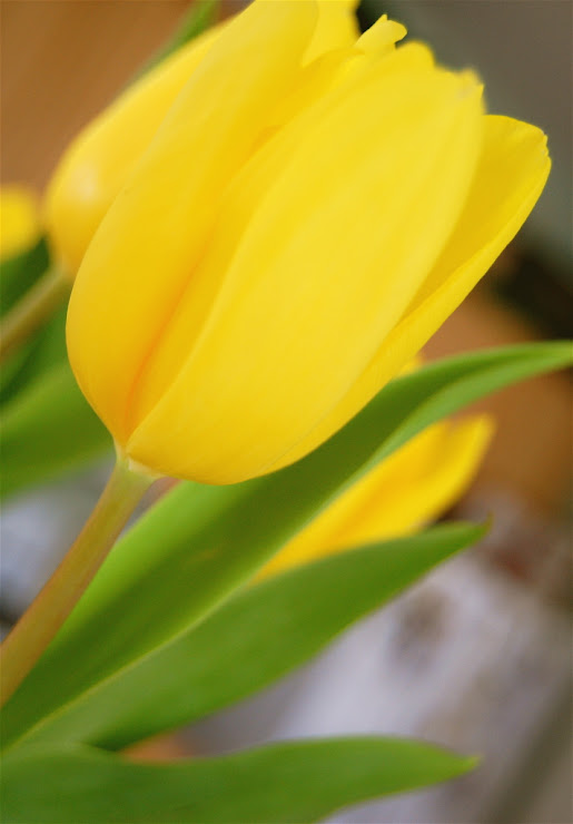 Yellow Tulips Signify Friendship