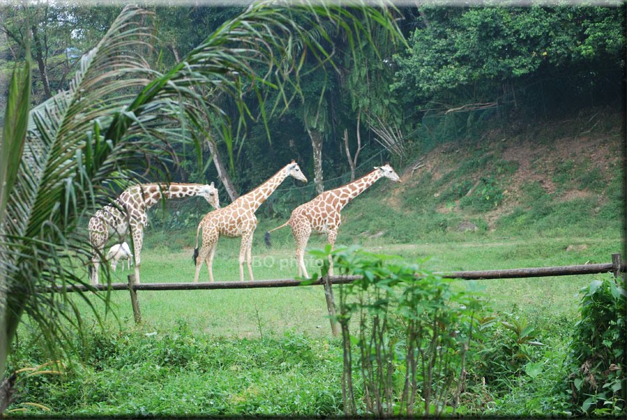 45+ Gambar Zoo Negara Kartun - Gambar Kartun