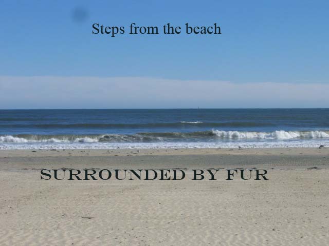 Steps fom the beach - surrounded by fur