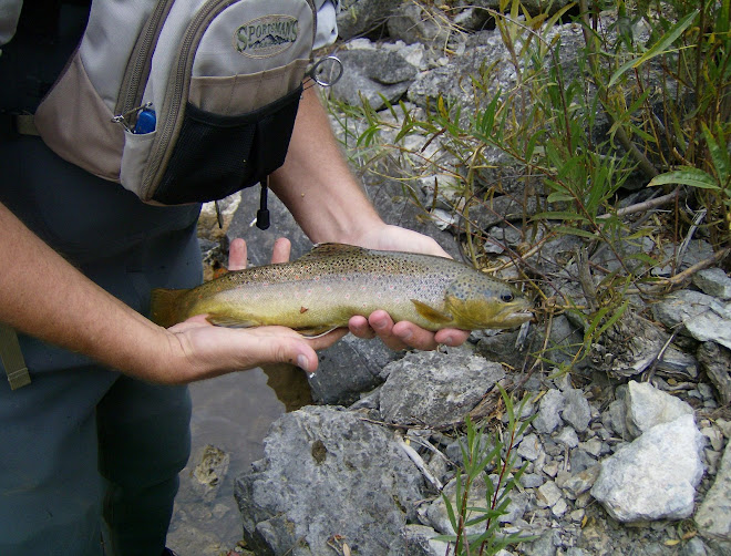 BROWN TROUT