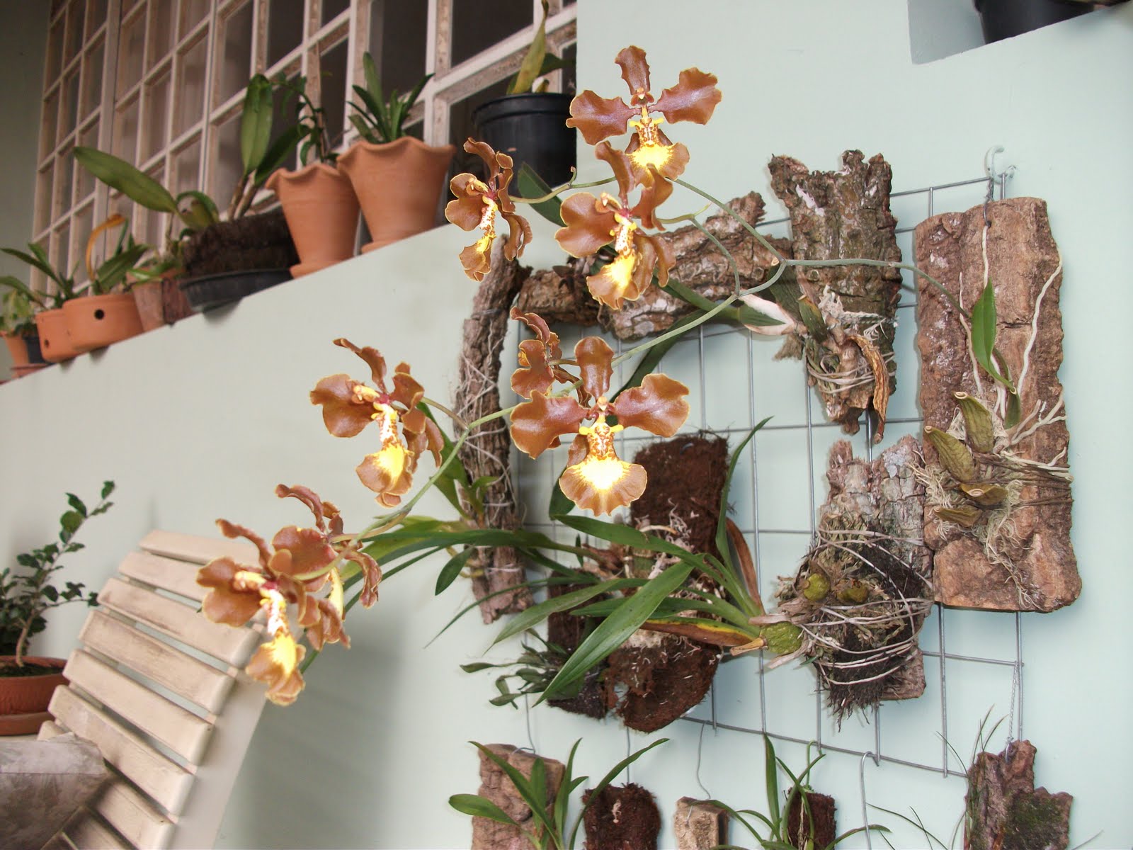 Oncidium crispum