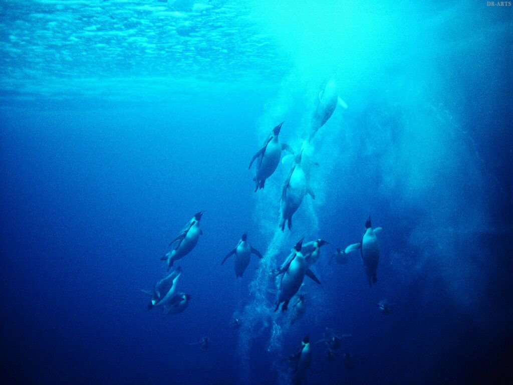 [Pinguins+nadando.jpg]