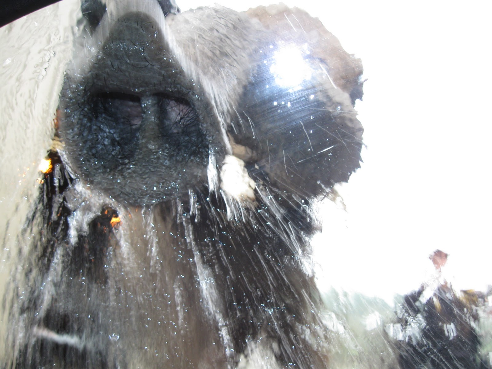 Tina's Stuff: Elephant Car Wash