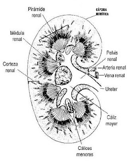 NUTRICIÒN Y SALUD: El Aparato Excretor