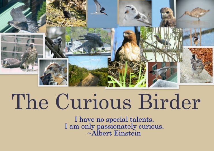 The Curious Birder