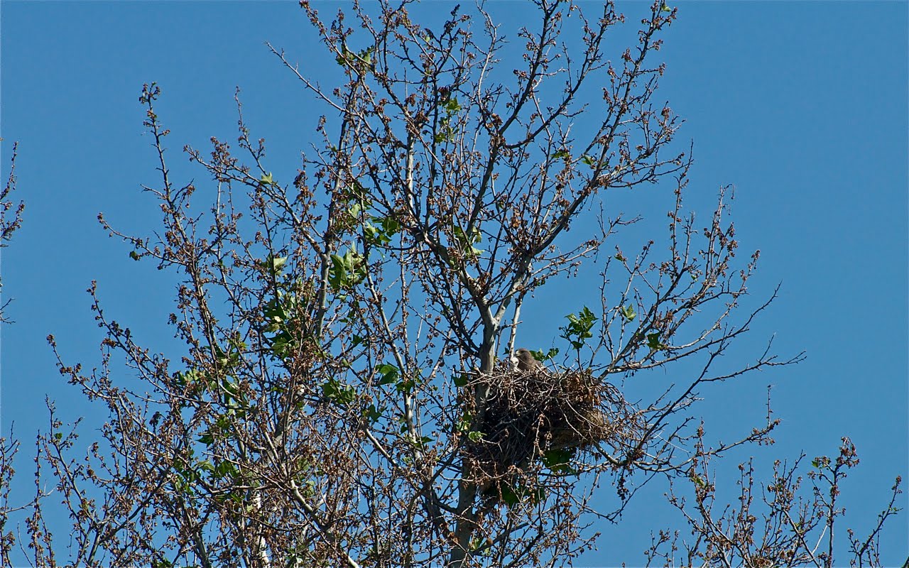 Swainson's Hawk Watch Hawk Nest Visible Because Sycamore Tree Has