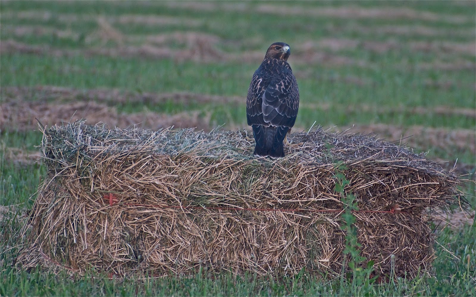 Swainson's Hawk Watch Young Hawks are Learning How to Hunt In Hay Field