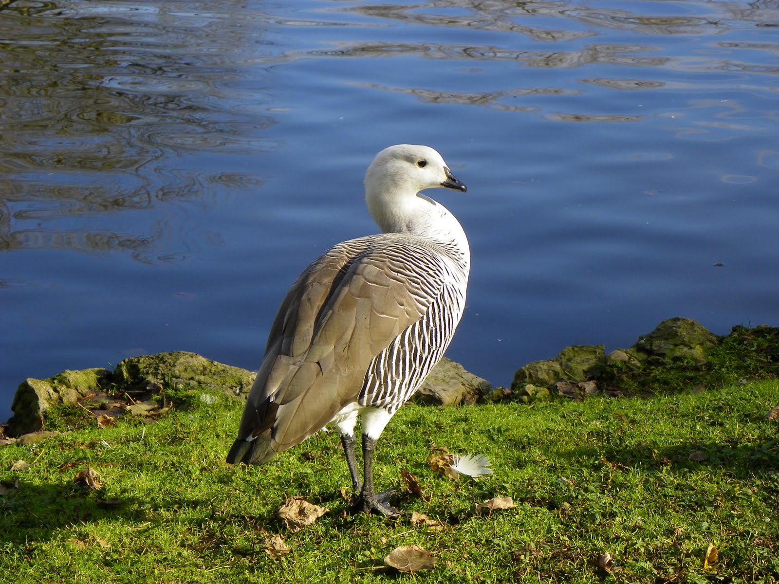 naturaleza-desde-asturias-cauqu-n-com-n-ganso-de-magallanes