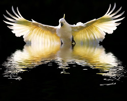 Sulphur crested cockatoo in flight