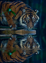 Sumatran tiger