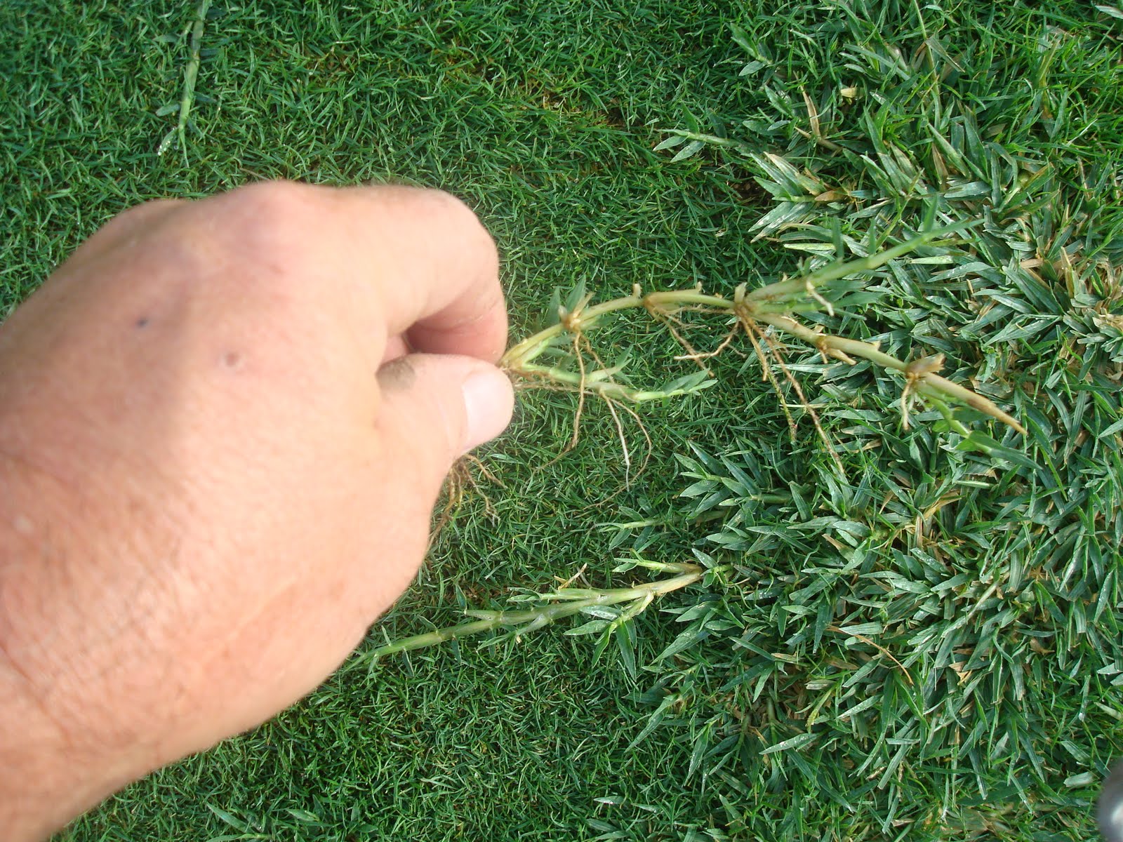 bermuda roots runner encroachment golf course collars approaches echo glen management country club which