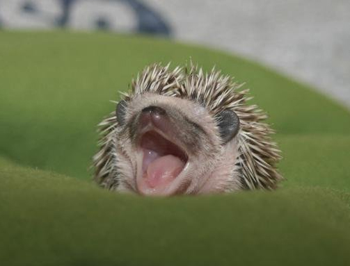 [BabyHedgehogs3-750396.jpg]