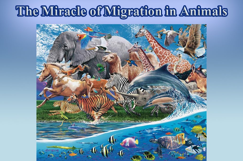 The Miracle of Migration in Animals