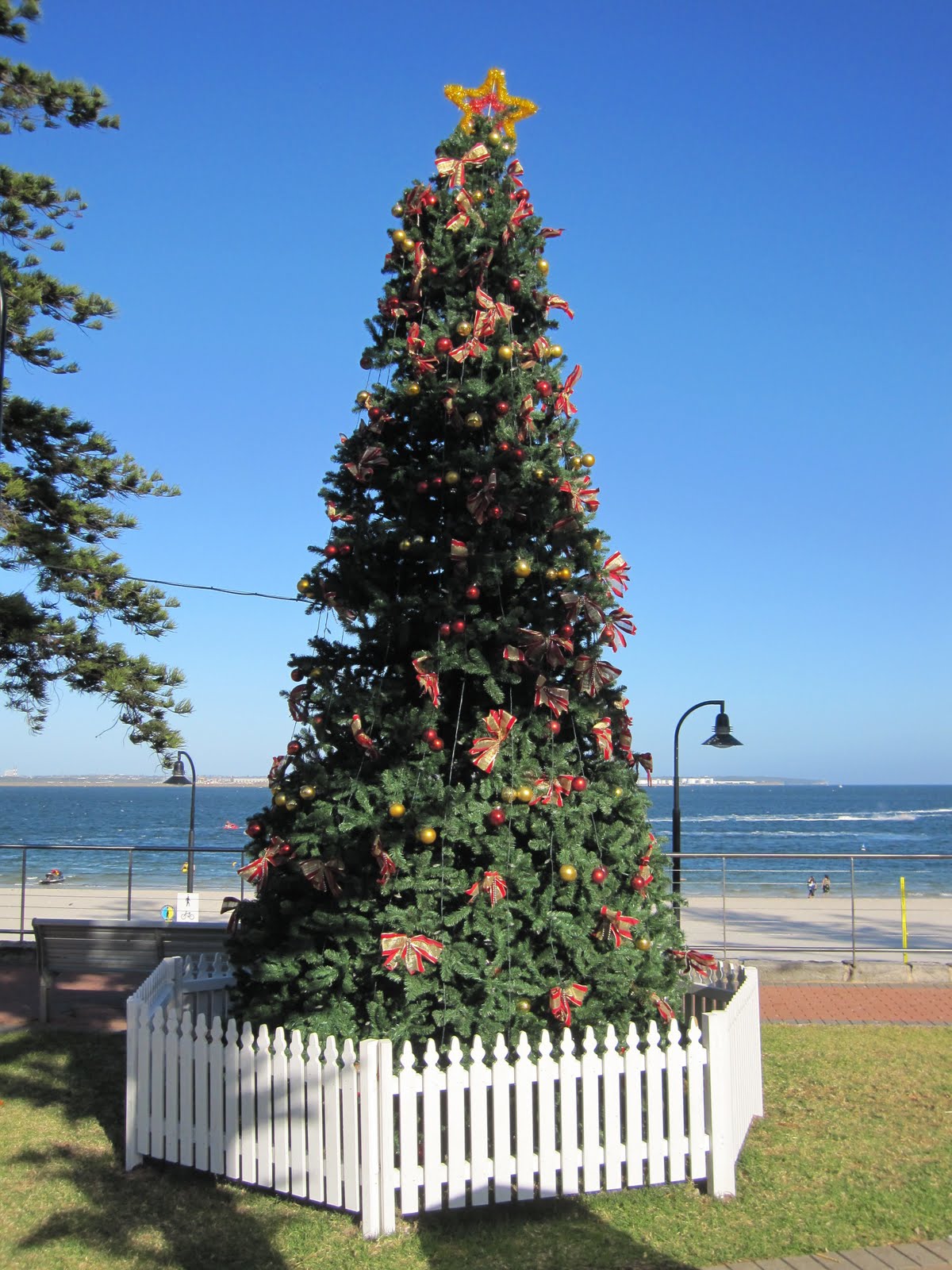 Sydney City and Suburbs BrightonLeSands, Christmas Tree