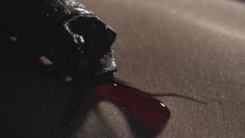Bug-Scene4.jpg