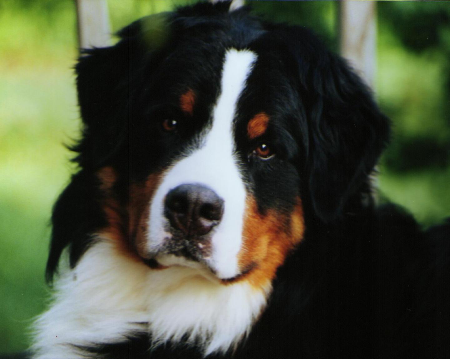 Bernese Mountain DogPictures of Dogs and All About Dog