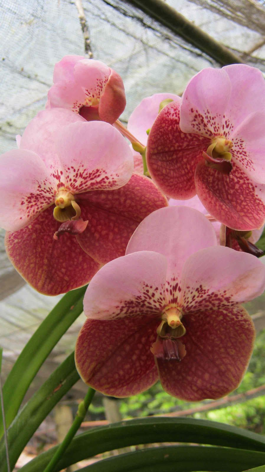 Philippine Gardener: In Bloom - September