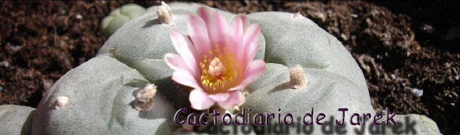 Cactodiario de Jarek -  Cactus - Lophophora - Ariocarpus - Astrophytum - Trichocereus