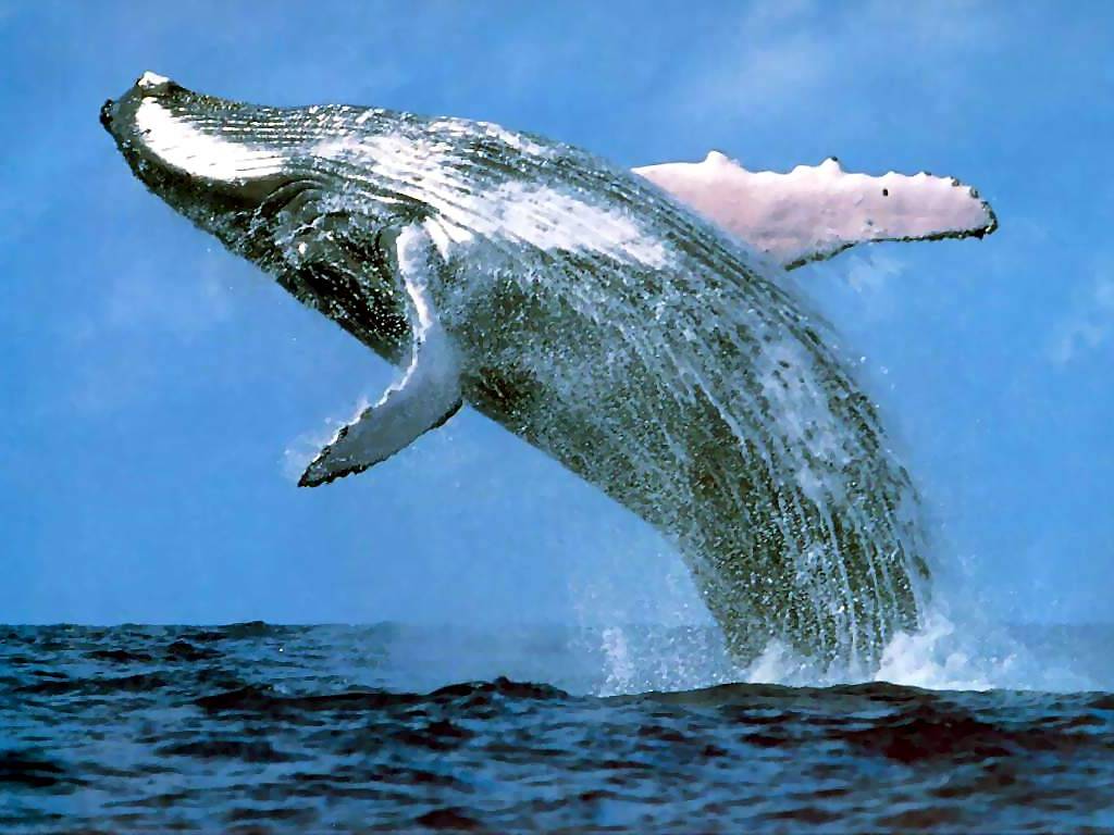 http://2.bp.blogspot.com/_YI0OyMYxE5c/TKfVzjyj_BI/AAAAAAAAAF8/uJCyzBdKBUU/s1600/humpback_whale.jpg