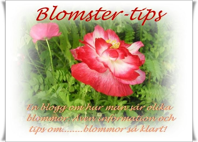 Blomster-tips