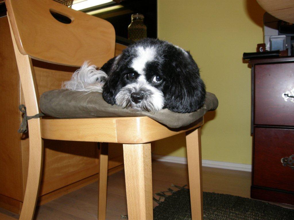 Starlo's Paw Prints: CCA Third Generation American Cockapoo