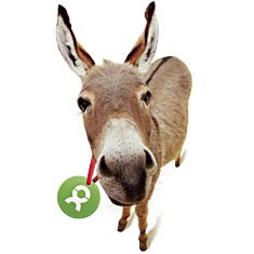 [donkey.bmp]