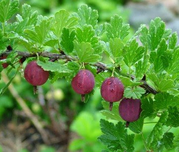 artichoke: British food and drink: New: pink gooseberries and long-stem ...