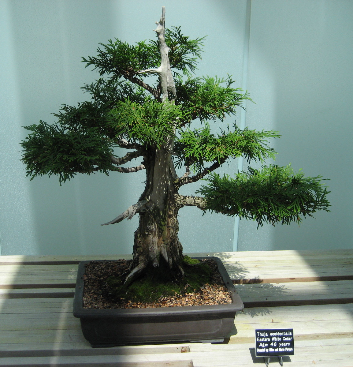 My Simple Little Pleasures Como Bonsai Trees