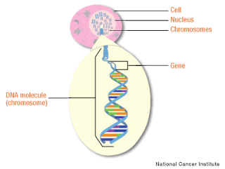 Breast Cancer Genetic Cause