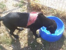 [σκύλος+κακοποιημένος+2.jpg]