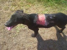 [σκύλος+5.jpg]