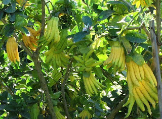 buddhas hand citrons