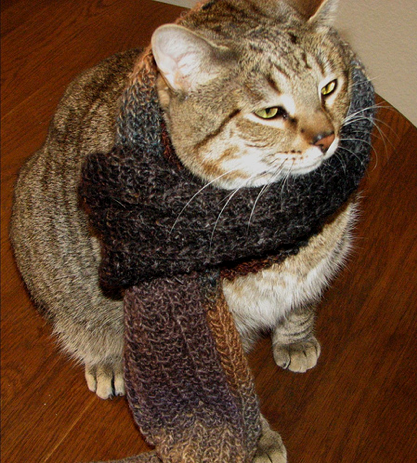 Catsparella: 51 Cats Wearing Cozy Winter Scarves