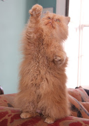 cat potter harry pumpkin hermione crookshanks granger played retires british catster feline isle lives celebrity luxury isles play wikia